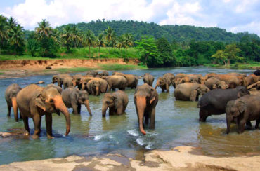Pinnawela-Elephant-Orphanage1